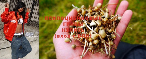 прущие грибы Беломорск