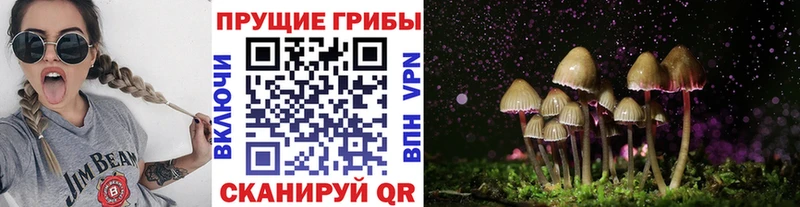 купить наркотик mega зеркало Псилоцибиновые грибы ЛСД Куртамыш